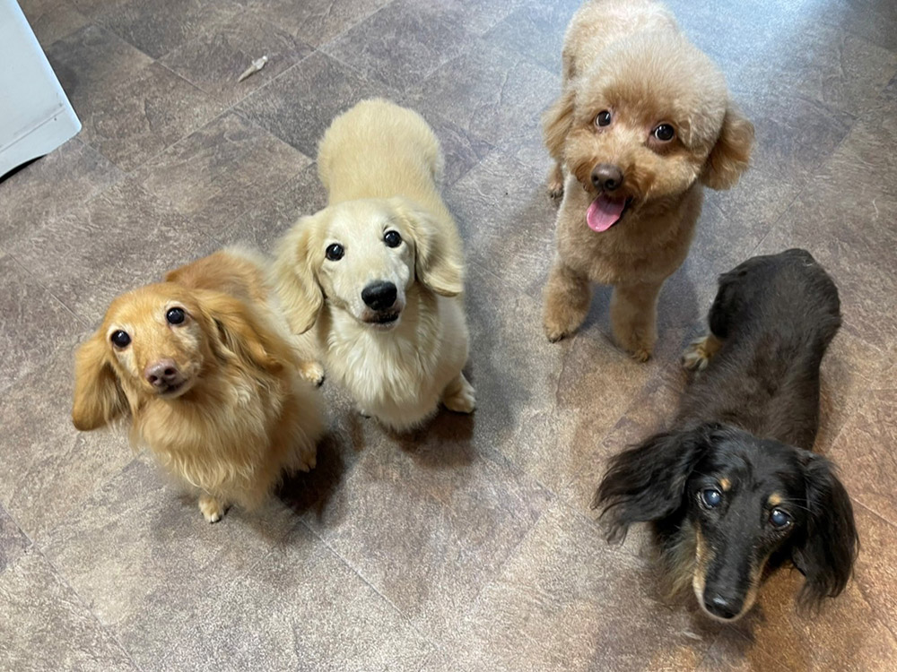 スタッフ犬紹介