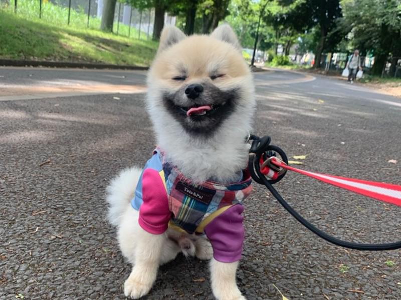 ペットホテル