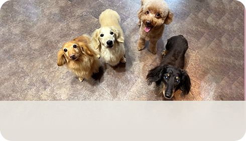 スタッフ犬紹介